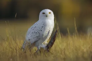 Snowy Owl (Nyctea scandiaca) amid dry grass, British Columbia, Canada Snowy Owl (Nyctea scandiaca) amid dry grass, British Columbia, Canada