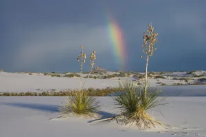 Soaptree Yucca (Yucca elata) and rainbow, White Sands National Monument, New Mexico Soaptree Yucca (Yucca elata) and rainbow, White Sands National Monument, New Mexico