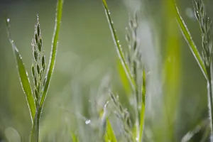 Soft Brome (Bromus hordeaceus) in backlight, The Netherlands, Noord-Holland Soft Brome (Bromus hordeaceus) in backlight, The Netherlands, Noord-Holland