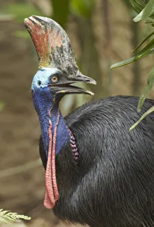 Southern Cassowary (Casuarius casuarius), Jurong Bird Park, Singapore Southern Cassowary (Casuarius casuarius), Jurong Bird Park, Singapore