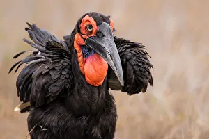 Adult Prints: Southern Ground-hornbill (Bucorvus leadbeateri) foraging in dry grass