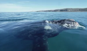 Southern Right Whale (Eubalaena australis) surfacing, Peninsula Valdez, Argentina Southern Right Whale (Eubalaena australis) surfacing, Peninsula Valdez, Argentina