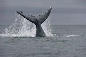 Rear Prints: Southern Right Whale (Eubalaena australis) tail, Peninsula Valdez, Argentina