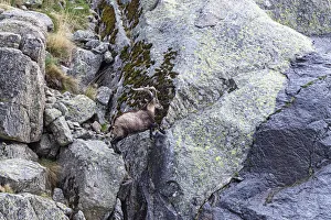Spanish Ibex (Capra pyrenaica) male jumping over rocks, Sierra de Gredos, Avila, Spain Spanish Ibex (Capra pyrenaica) male jumping over rocks, Sierra de Gredos, Avila, Spain