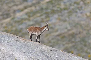 Spanish Ibex (Capra pyrenaica) young male on the lookout, Sierra de Gredos, Avila, Spain Spanish Ibex (Capra pyrenaica) young male on the lookout, Sierra de Gredos, Avila, Spain