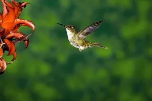 Speckled Hummingbird (Adelomyia melanogenys) feeding on flower nectar, North America