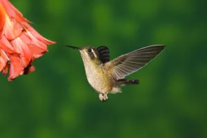 Speckled Hummingbird (Adelomyia melanogenys) female feeding on flower nectar, North