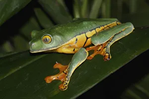 Splendid Leaf Frog (Agalychnis calcarifer), Costa Rica Splendid Leaf Frog (Agalychnis calcarifer), Costa Rica