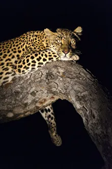 Spot lit Leopard (panthera pardus) laying on a tree branch at night, South Africa Spot lit Leopard (panthera pardus) laying on a tree branch at night, South Africa