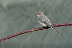 Spotted Flycatcher (Muscicapa striata), Lower Saxony, Germany Spotted Flycatcher (Muscicapa striata), Lower Saxony, Germany