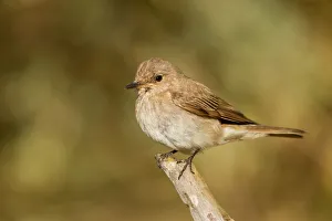 Spotted Flycatcher (Muscicapa striata) female, Corsica, France