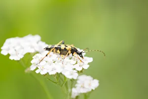Close Up Prints: Spotted Longhorn (Rutpela maculata) feeding on top of a flower