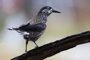 Netherlands Prints: Spotted Nutcracker (Nucifraga caryocatactes) perched on wood