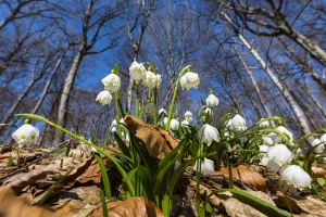 Spring Snowflake (Leucojum vernum) flowers in deciduous forest, Upper Bavaria, Germany