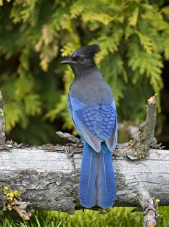 Stellers Jay (Cyanocitta stelleri), British Columbia, Canada Stellers Jay (Cyanocitta stelleri), British Columbia, Canada