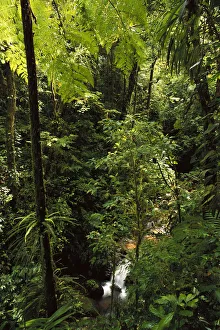Tropical Prints: Stream cascades through montane cloud forest, Monteverde, Costa Rica