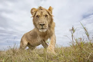 Sub-adult male Lion (Panthera leo) walking through grass, Kenya Sub-adult male Lion (Panthera leo) walking through grass, Kenya