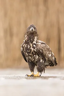 Cold Prints: Sub-adult White-tailed Eagle (Haliaeetus albicilla) on a frozen lake