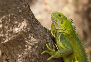 Subadult Lesser Antillean Iguana (Iguana delicatissima), St. Eustatius, Caribbean Netherlands Subadult Lesser Antillean Iguana (Iguana delicatissima), St. Eustatius, Caribbean Netherlands