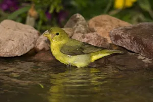 North Prints: Summer Tanager (Piranga rubra) bathing, North America