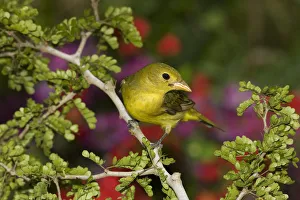Summer Tanager (Piranga rubra), North America