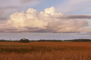 Swamp grassland at sunset, Big Cypress National Preserve, Florida