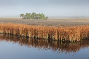Swamp Sawgrass (Cladium mariscus) and Cabbage Palm (Sabal palmetto) island in mist Swamp Sawgrass (Cladium mariscus) and Cabbage Palm (Sabal palmetto) island in mist