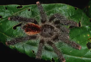Close Prints: Tarantula (Avicularia sp) juvenile, Rio Momon, Peru