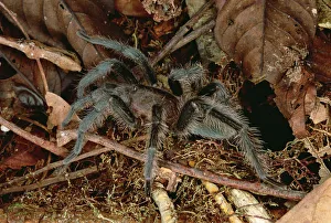 Close Prints: Tarantula (Dryptopelma sp) portrait, Rio Momon, Peru