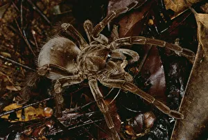 Close Prints: Tarantula (Megaphobema sp) portrait, Rio Momon, Peru