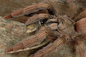 Tarantula (Tapinauchenius latipes) eating an Anoles Lizard, Rio Mormon, Peru Tarantula (Tapinauchenius latipes) eating an Anoles Lizard, Rio Mormon, Peru