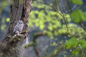 Tawny Owl (Strix Aluco) juvenile, perched in a tree while raining and looking to camera Tawny Owl (Strix Aluco) juvenile, perched in a tree while raining and looking to camera