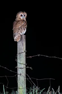 Tawny Owl (Strix aluco) perched on a fence post at night, Lincolnshire, United Kingdom Tawny Owl (Strix aluco) perched on a fence post at night, Lincolnshire, United Kingdom