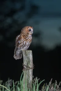 : Tawny Owl (Strix aluco) perched on a fence post at night, Lincolnshire, United Kingdom