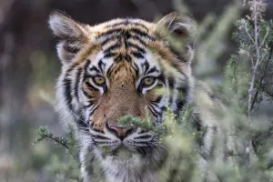 Tiger (Panthera tigris) adult portrait in close up, Free State, South Africa Tiger (Panthera tigris) adult portrait in close up, Free State, South Africa