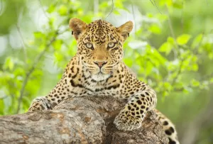Tight portrait of a female Leopard (Panthera pardus) in a tree, Botswana Tight portrait of a female Leopard (Panthera pardus) in a tree, Botswana
