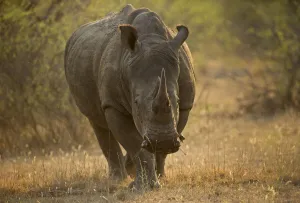 Tight portrait of a White Rhinoceros (Ceratotherium simum) walking towards the camera Tight portrait of a White Rhinoceros (Ceratotherium simum) walking towards the camera