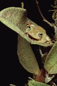 Tree Frog (Rana sp) in canopy orchid, Trinidad