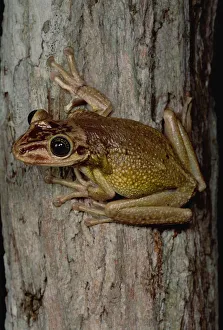 Tree Frog (Trachycephalus sp), San Luis, Ecuador