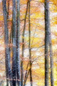 Trees with autumn leaves, Haute-Savoie, France
