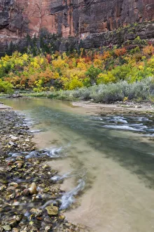 Trees in autumn near river, Virgin River, Zion National Park, Utah Trees in autumn near river, Virgin River, Zion National Park, Utah