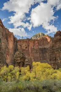 Blue Sky Prints: Trees in autumn, Zion National Park, Utah