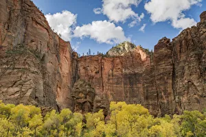 Trees in autumn, Zion National Park, Utah