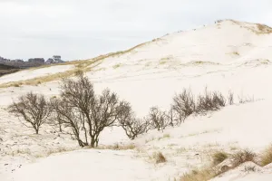 Dune Landscape Prints: Trees at drift sand, Schoorlse Duinen, Noord-Holland, The Netherlands