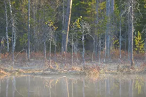 Trees and plants of a boreal forest are reflecting in the water of a forest pond, Kuhmo, Kainuu, Finland Trees and plants of a boreal forest are reflecting in the water of a forest pond, Kuhmo, Kainuu, Finland