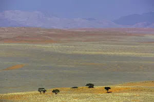 Landscapes Prints: trees standing on the hill, Namibia