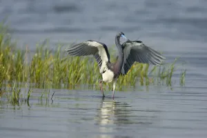 North Prints: Tricolored Heron (Egretta tricolor) with captured fish prey, Rio Grande Valley, Texas