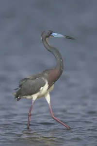 Tricolored Heron (Egretta tricolor) wading, Rio Grande Valley, Texas Tricolored Heron (Egretta tricolor) wading, Rio Grande Valley, Texas