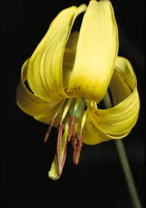 Trout Lily (Erythronium americanum) blossom showing anthers, Ontario, Canada Trout Lily (Erythronium americanum) blossom showing anthers, Ontario, Canada