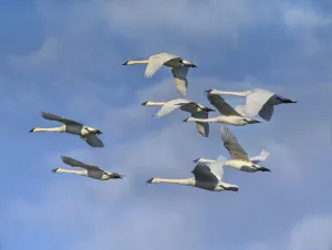 Waterfowl Prints: Trumpeter Swan (Cygnus buccinator) flock flying, Arkansas